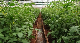 GÜBRETAŞ'tan yüzde 20 indirim