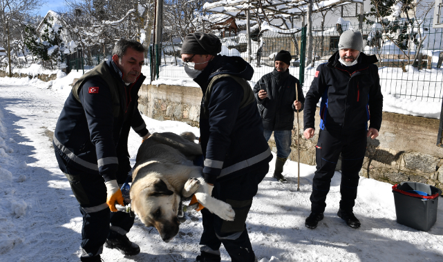 Sokak hayvanlarına Osmangazi şevkati