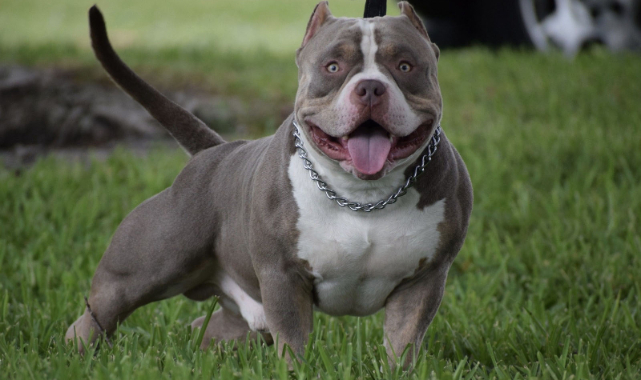 'Tehlike arz eden köpek ırkları'na iki köpek cinsi daha eklendi