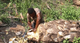 Kamerun mutfağının en çok tüketilen besinleri arasında, palmiye solucanı geliyor