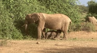 Kenya'da bir fil, eşine az rastlanır şekilde ikiz doğurdu