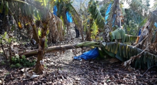 Sıcak iklimi seven tropikal meyve soğuk havadan etkilendi