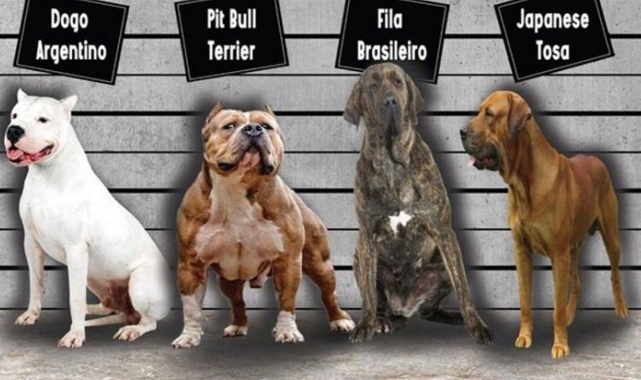 Tehlikeli köpeklerin kayıt altına alınması için son üç gün kaldı! Hangi ırklar tehlikeli köpeklerdir? Kayıt altına alınmayan köpekler için ne kadar ceza ödenecek?