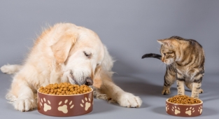 Hayvanseverler kedi köpek mamalarındaki KDV'nin yüzde 1'e düşürülmesini istiyor