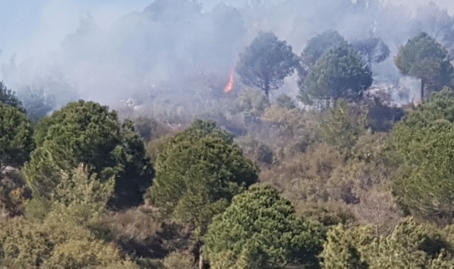Alanya'da ormanlık alanda yangın