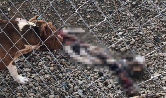 Çanakkale Belediye Barınağı'nda aç bırakılan pitbulllar birbirini parçaladı