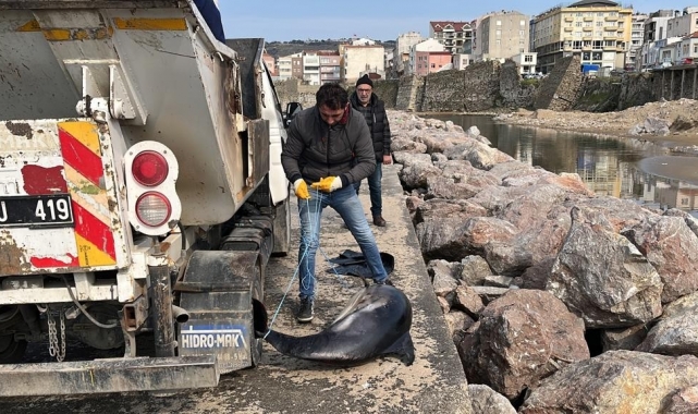 Sinop'ta ölü yunuslar kıyıya vurdu