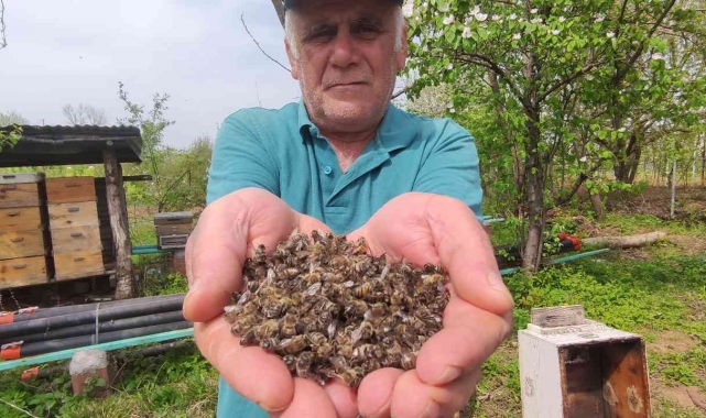 Bursa'da arı faciası...Yüzlerce kovan arı öldü