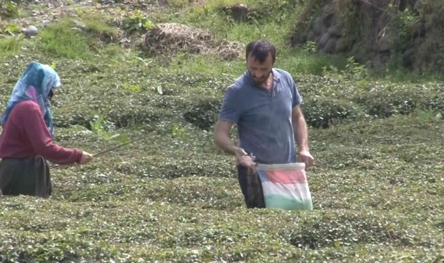 Doğu Karadeniz'i çay telaşı sardı
