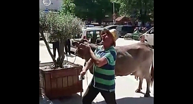 Kestel Belediyesi önünde ineği ile eylem yapan çiftçi gayrimenkul zengini çıktı