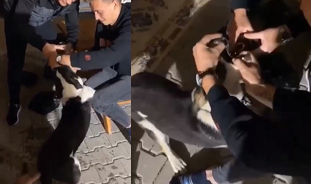 Köpeğe alkol işkencesi