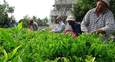 Yaş çay taban fiyatı desteklemeler ile birlikte 7 lira