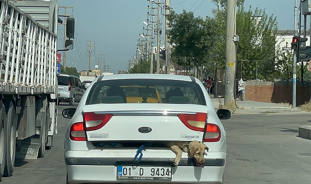 40 derece sıcakta köpeği bagajda taşıdı
