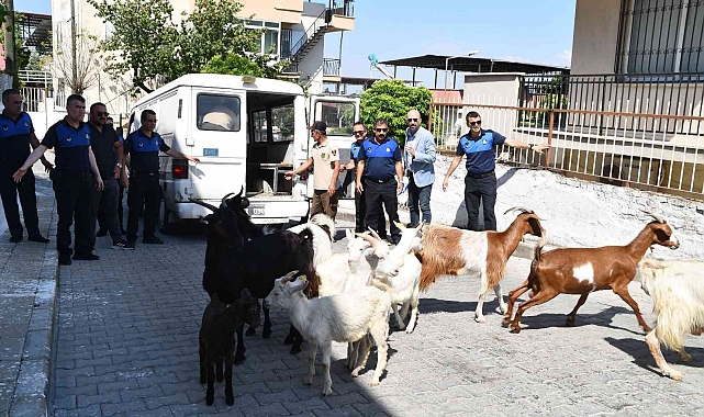 Bu operasyonda 'suçlular' değil 'başıboş keçiler' yakalandı