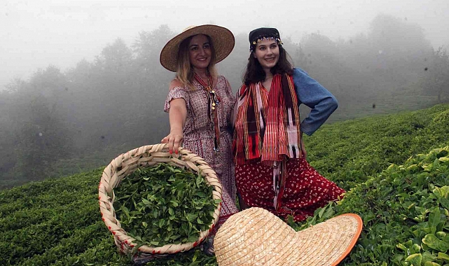 Çay hasadı başladı