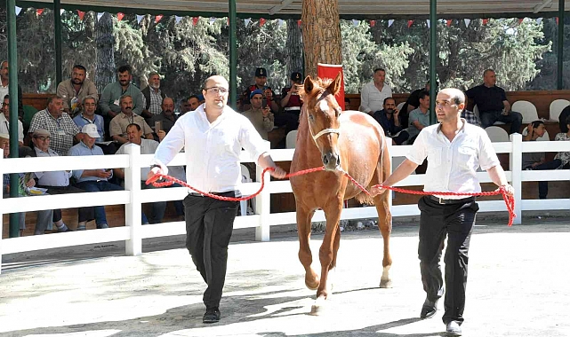 Ev fiyatına tay