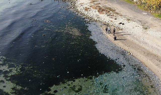 Marmara Denizi'nde ‘Pusula Deniz Anası' tehlikesi