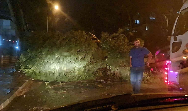 Nazilli'de ağaçlar, rüzgara dayanamadı