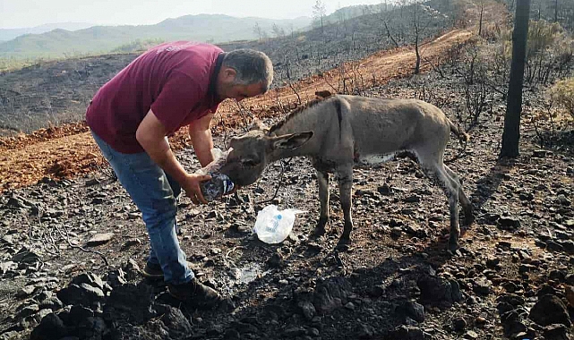 Yanan ormandan 4 gün sonra sağ kurtuldu
