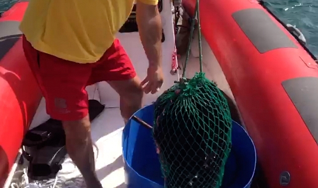 Altınoluk Plajı denizkestanelerinden arındırıldı