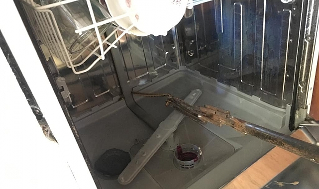 Bulaşık makinasındaki yılan ev sahibini korkuttu