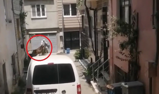 Bursa'da kaçan kurbanlıklar vatandaşlara zor anlar yaşattı