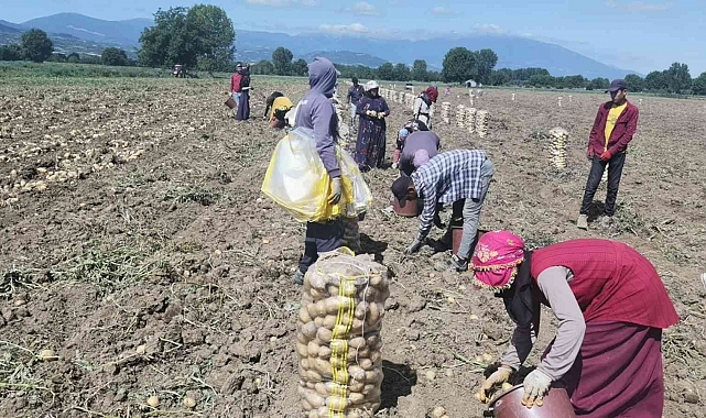 Bursa'da patates hasadı başladı... Tarlada kilogramı 7.5 lira