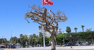 CHP'li başkan asırlık ağacı zehirlediği iddiasıyla gözaltına alındı