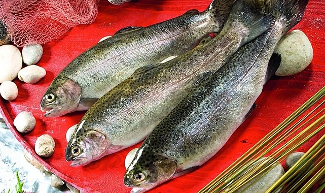 Karadeniz'den Türk somonu ihracatı yılın ilk yarısında yüzde 77 arttı
