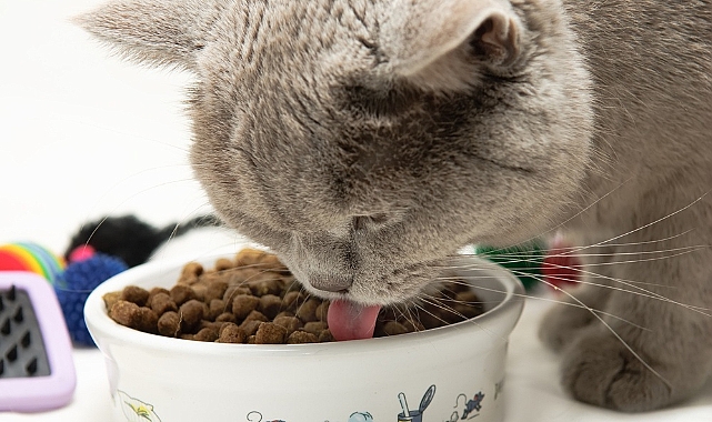 Pro Plan ve Purina One markalı üç kedi maması ürününde zehirli kimyasallar çıktı