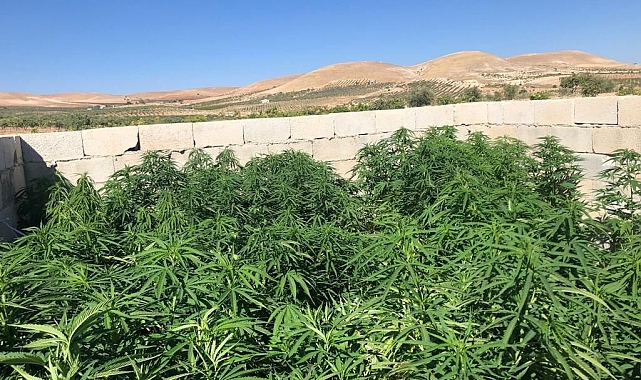 Şanlıurfa'da 83 kök kenevir ve 5,5 kilo esrar ele geçirildi