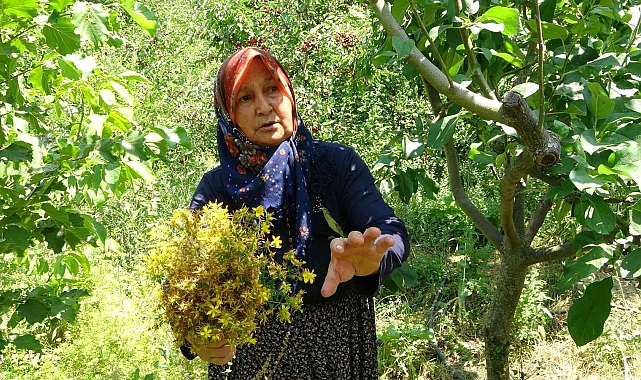 Sarı kantaron hasadı başladı