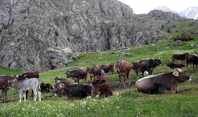 Büyükbaş hayvan varlığı azaldı