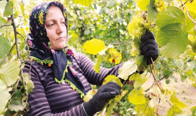 Karadeniz’de fındık hasadı başladı