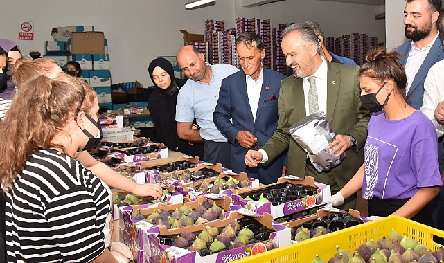 Kraliçe inciri için Büyükşehir devrede