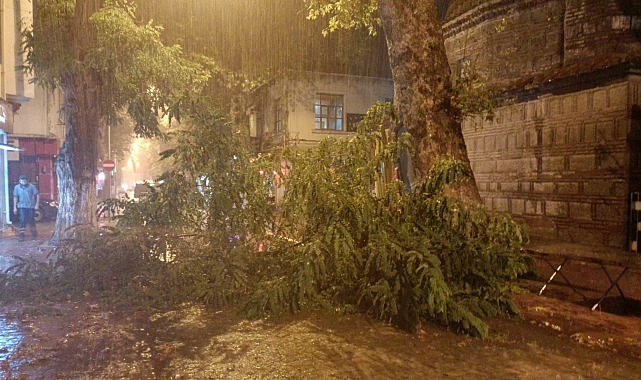 Şiddetli rüzgâr yüzyıllık ağacı devirdi