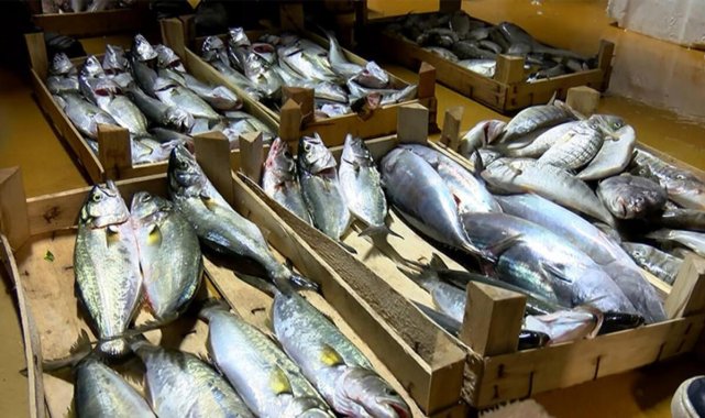 Balık halinde ilk mezat yapıldı! İşte fiyatlar