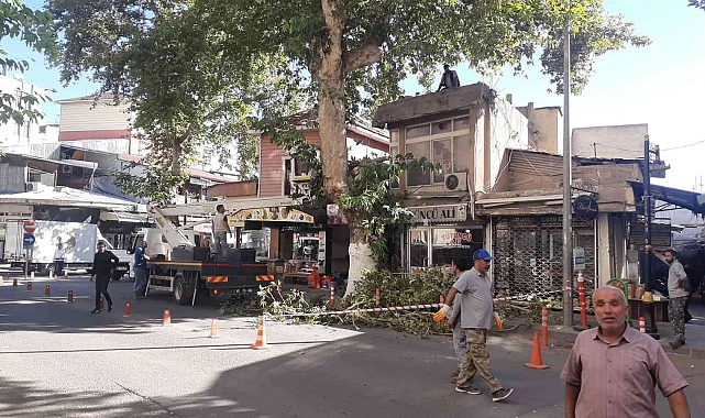 Fırtına ağacı devirdi