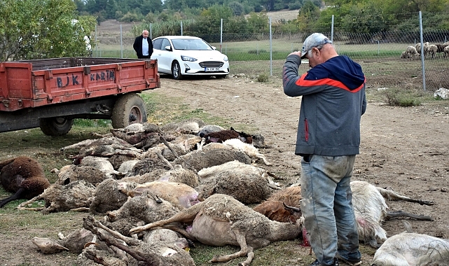 Bursa'da sahipsiz köpeklerin saldırdığı 41 küçükbaş hayvan telef oldu
