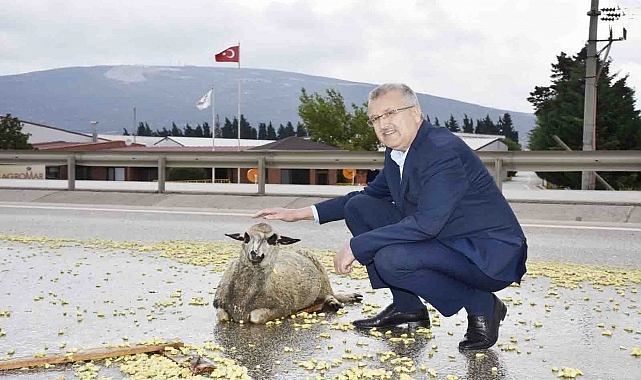 Bursa'da tırın çaptığı koyun tedavi altına alındı