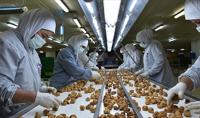 Kuru incir ihracatı 258 milyon dolar kazandırdı