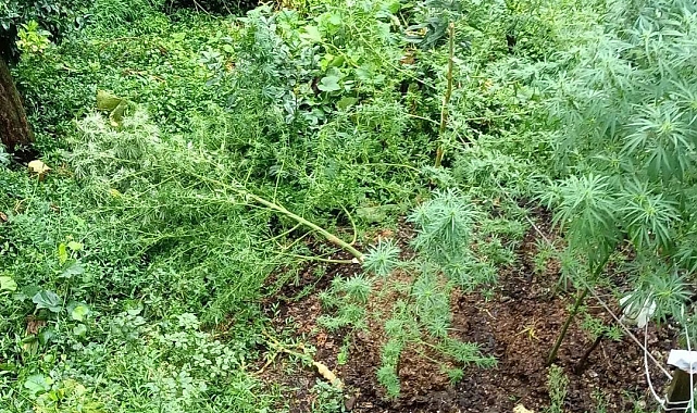 Sosyal medyadan para yakıp uyuşturucu paylaşımı yapan şahıs tutuklandı