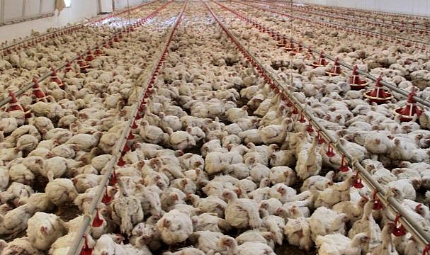 ABD tarihinin en ölümcül salgını: 50,54 milyon kuş yok oldu