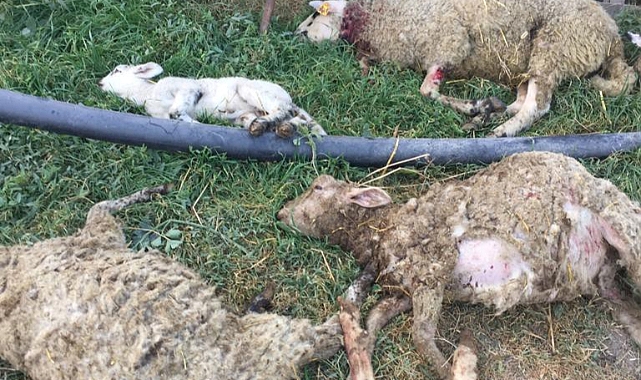 Bursa'da dehşet saçan köpekler kuduz korkusuna yol açtı!