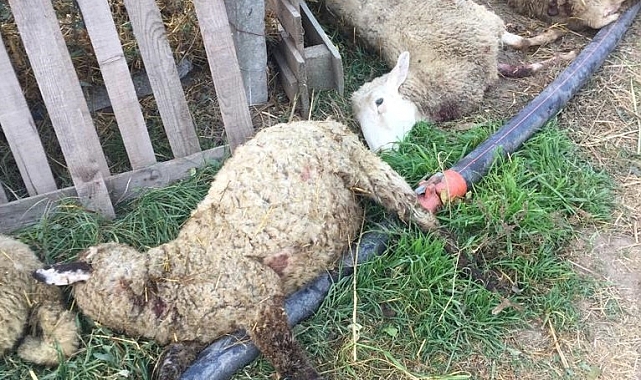 Bursa'da sokak köpekleri dehşet saçtı