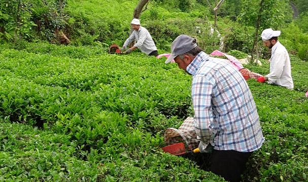 ÇAYKUR yaş çay bedellerini hesaplara aktardı
