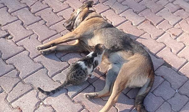 Çorum'da bir köpek 3 aydır kedi yavrusu emziriyor