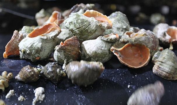 Deniz salyangozu ihracatı 7,1 milyon dolar kazandırdı