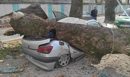 Facianın eşiğinden dönüldü: Kuvvetli rüzgar çınarı devirdi,4 araç zarar gördü