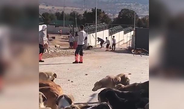 Konya'daki hayvan barınağında köpeklere eziyet eden şüpheliler tutuklandı